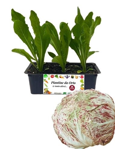 RADICCHIO LUSIA TARDIVO