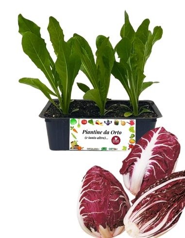 RADICCHIO VERONA COSTA ROSSA