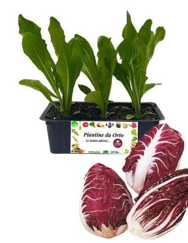 Radicchio Verona pack da 9 piantine