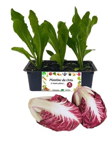 Radicchio Verona Tardivo pack da 9 piantine