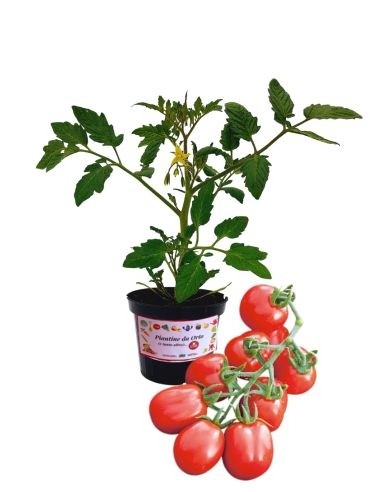 Pomodoro datterino (vaso 10)