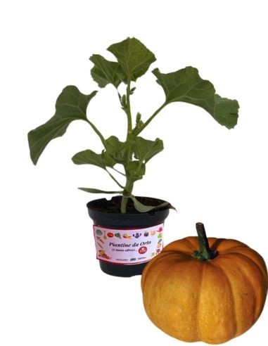 Zucca "La Dolcissima" (vaso 10)