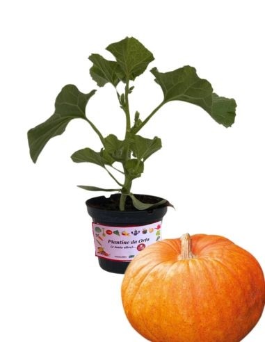 Zucca Halloween (vaso 10 cm)