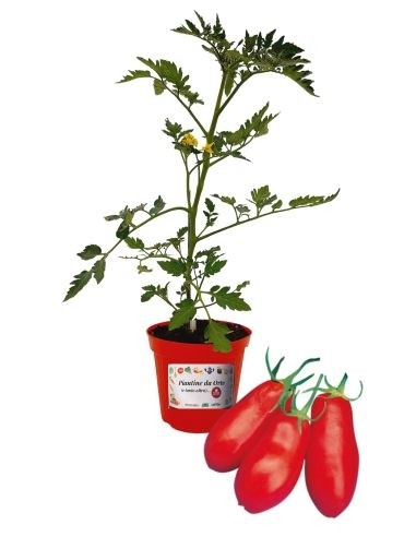 Pomodoro san marzano innestato (vaso 14)