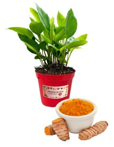 Curcuma