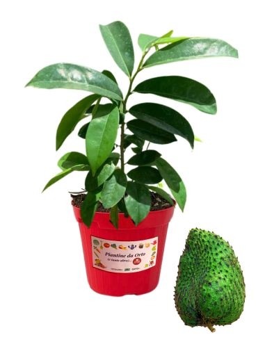 Guanabana Vaso 14