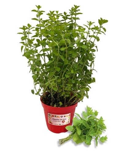 Menta spicata vaso diametro 14