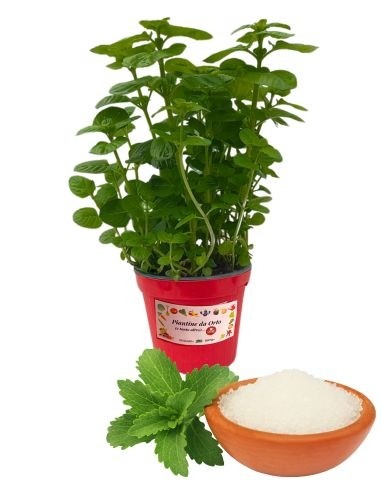 Stevia da zucchero