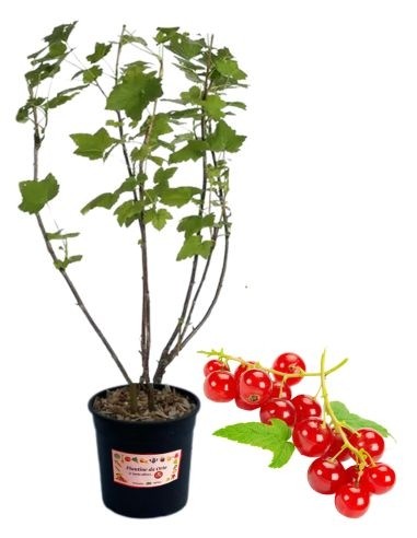 Ribes rosso (vaso grande)