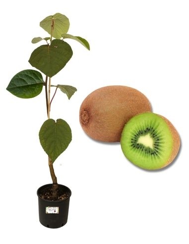 Kiwi femmina