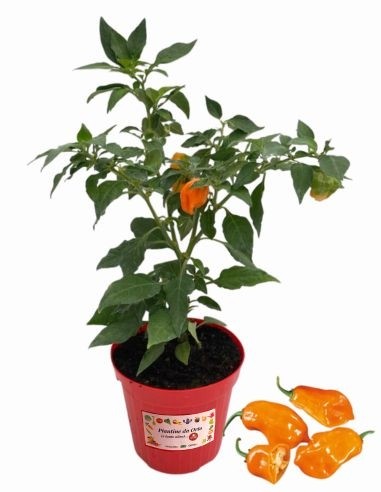 Peperoncino Aji Amarillo vaso diametro 14