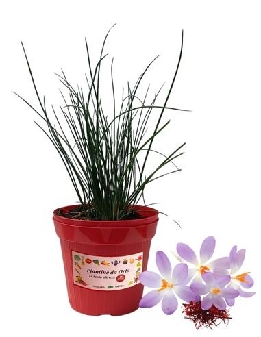 CROCUS o zafferano dei poveri