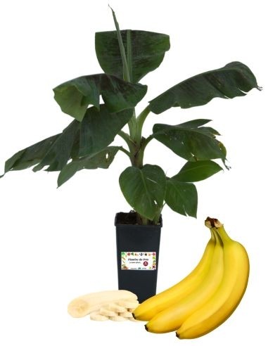 Banano