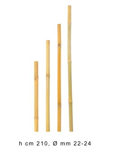 Canna Bamboo Thailandese 2,10 M