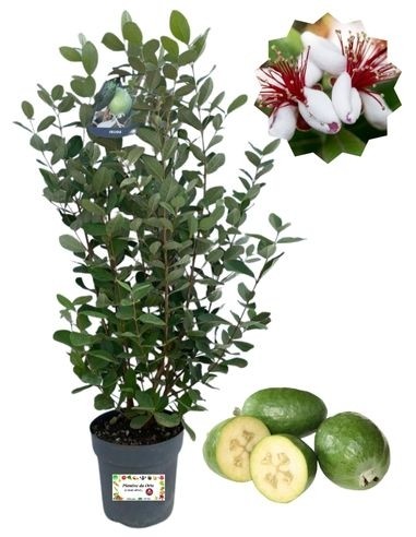 Feijoa