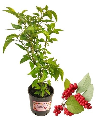 Schisandra chinensis - bacca dei 5 sapori