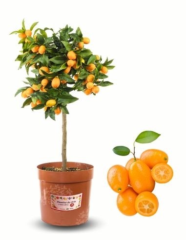 Pianta di Kumquat