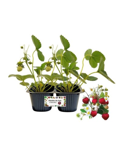 Fragola da bosco Linea gold pack da 2 piante