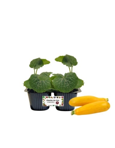 Zucchino giallo pack da 2 piante