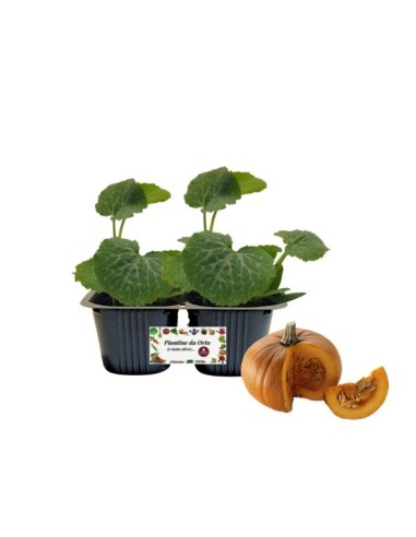 Zucca "La Dolcissima" Linea gold pack da 2 piante