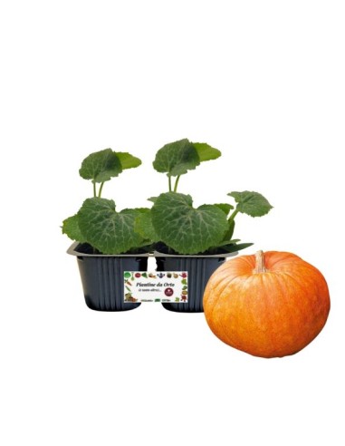 Zucca quintale Linea gold pack da 2 piante