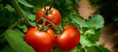 Il pomodoro: scopri di più sul vero re dell'orto